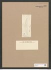Diatomeae indet. Zeichnungen Sammlung Grunow Nr. 3321 (NHMW-BOT-W0370821)